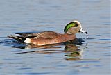 American Wigeon